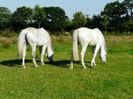 La bonne herbe normande